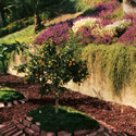 Landscape next to Basketball Court